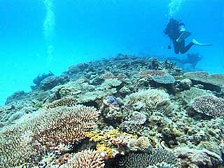 奄美大島ダイビングツアー美しいサンゴ礁