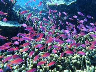ペスカドール島の美しいサンゴ礁