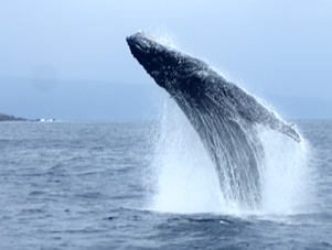 奄美大島でザトウクジラのブリーチング